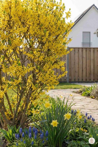 Forsythia intermedia 'Spectabilis' struik 40-50 cm