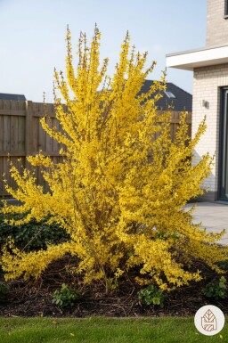 Forsythia intermedia 'Weekend' struik 50-60 cm