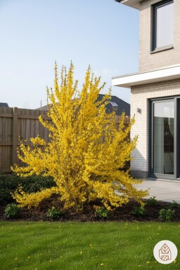Forsythia intermedia 'Weekend' struik 50-60 cm
