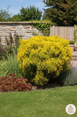 Genista lydia struik 30-40 cm