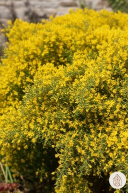 Genista lydia struik 30-40 cm