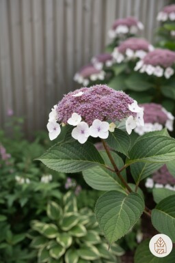 Hydrangea aspera 'Macrophylla' struik 20-30 cm
