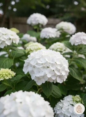 Hydrangea macrophylla 'The Bride' struik 30-35 cm