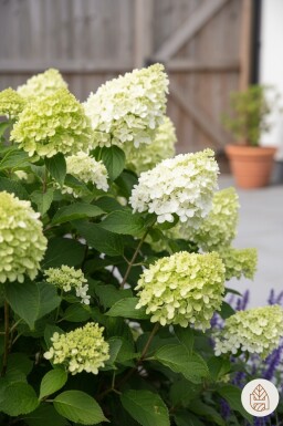 Hydrangea paniculata 'Little Lime' struik 30-40 cm