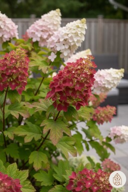 Hydrangea quercifolia 'Ruby Slippers' struik 40-50 cm