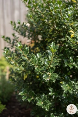 Ilex meserveae 'Blue Princess' struik 30-40 cm