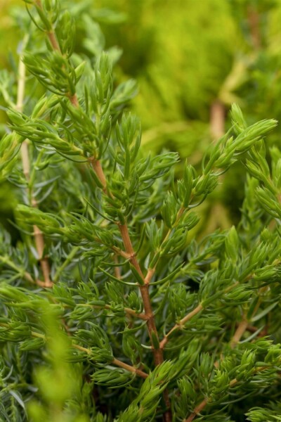 Juniperus communis 'Repanda' C2 20-25