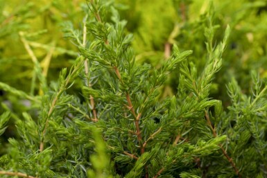 Juniperus communis 'Repanda' C2 20-25