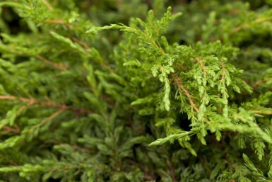 Juniperus communis 'Repanda' C2 20-25