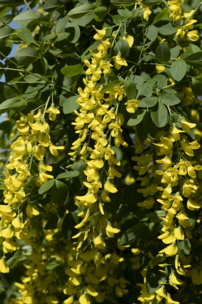 Gouden regen Laburnum watereri 'Vossii' struik 60-80 C10 Laburnum watereri 'Vossii' struik 60-80 cm