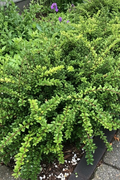 Lonicera nitida 'Maigrün' C1,5 15-20