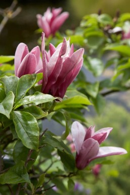 Magnolia 'Susan' struik 60-80 cm