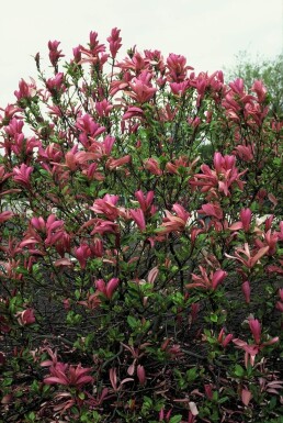 Magnolia 'Susan' struik 60-80 cm