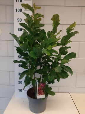 Magnolia 'Susan' struik 60-80 cm