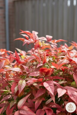 Nandina domestica 'Firepower' struik 30-35 cm