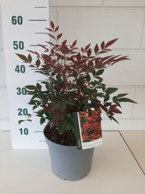 Nandina domestica 'Obsessed' struik 30-40 cm