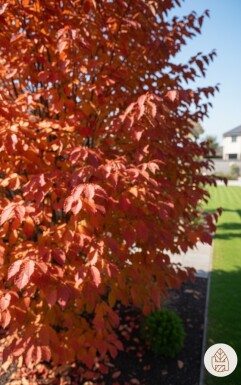 Parrotia persica struik 60-80 cm