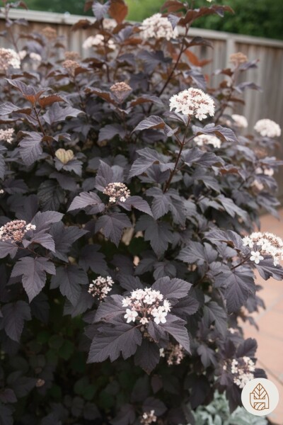 Physocarpus opulifolius 'Diabolo' struik 80-100 cm