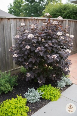 Physocarpus opulifolius 'Diabolo' struik 40-60 cm