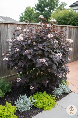 Physocarpus opulifolius 'Diabolo' struik 40-60 cm