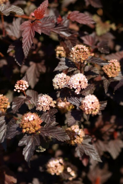 Physocarpus opulifolius 'Lady in Red' C2 30-40