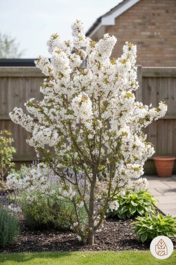Prunus nipponica 'Brillant' struik 60-70 cm
