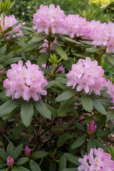Rododendron Rhododendron ponticum 'Roseum' struik 30-40 C5 Rhododendron ponticum 'Roseum' struik 30-40 cm