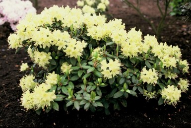 Rhododendron 'Princess Anne' C2 20-25