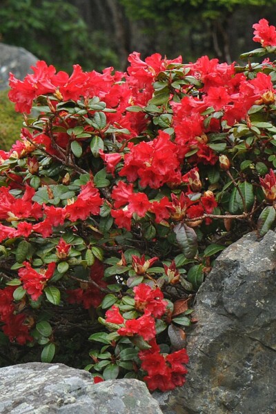 Rhododendron 'Scarlet Wonder' C2 20-25