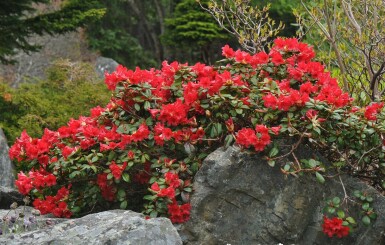 Rhododendron 'Scarlet Wonder' C2 20-25