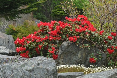 Rhododendron 'Scarlet Wonder' C2 20-25