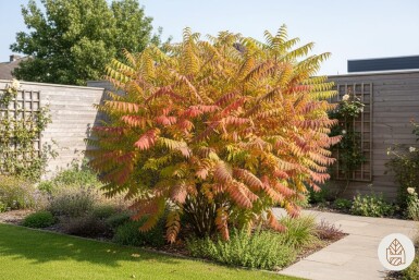 Rhus typhina 'Tiger Eyes' struik 30-40 cm