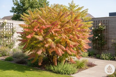 Rhus typhina 'Tiger Eyes' struik 30-40 cm