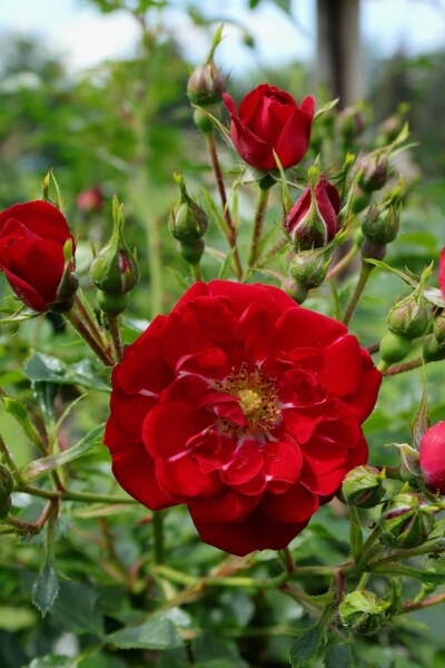 Rosa 'Red Fairy' C1,5 15-20