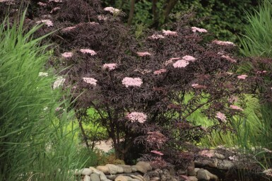 Zwarte vlier Sambucus nigra 'Black Lace' struik 40-60 C3 Sambucus nigra 'Black Lace' struik 40-60 cm