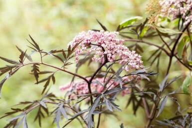 Zwarte vlier Sambucus nigra 'Black Lace' struik 40-60 C3 Sambucus nigra 'Black Lace' struik 40-60 cm
