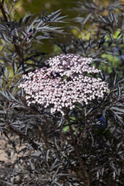 Zwarte vlier Sambucus nigra 'Black Lace' struik 20-30 C2,5 Sambucus nigra 'Black Lace' struik 20-30 cm