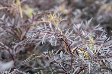 Zwarte vlier Sambucus nigra 'Black Lace' struik 20-30 C2,5 Sambucus nigra 'Black Lace' struik 20-30 cm