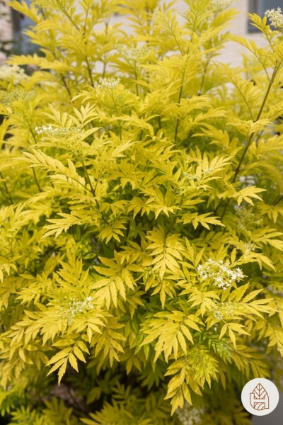 Sambucus nigra 'Golden Tower' struik 30-40 cm