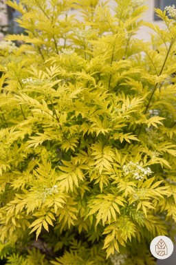 Sambucus nigra 'Golden Tower' struik 30-40 cm