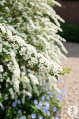 Spiraea cinerea 'Grefsheim' struik 80-100 cm
