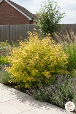 Spiraea japonica 'Golden Princess' struik 15-20 cm