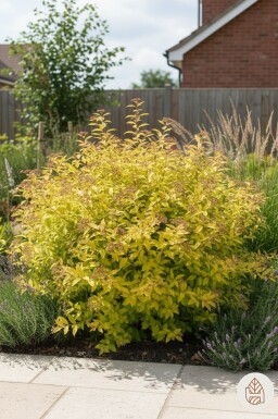 Spiraea japonica 'Golden Princess' struik 25-30 cm