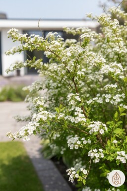 Spiraea thunbergii struik 20-25 cm