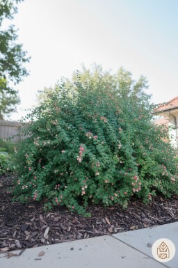 Symphoricarpos chenaultii 'Hancock' struik 15-20 cm