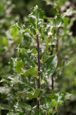 Amerikaanse hulst Ilex meserveae 'Blue Angel' struik Ilex meserveae 'Blue Angel' struik