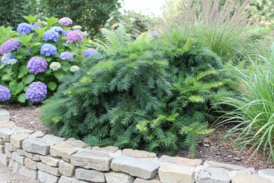 Kruipende venijnboom Taxus baccata 'Repandens' struik Taxus baccata 'Repandens' struik