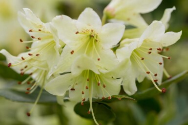 Rhododendron 'Shamrock'