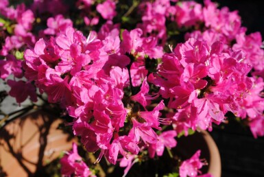 Japanse azalea Azalea japonica 'Kermesina' struik Azalea japonica 'Kermesina' struik