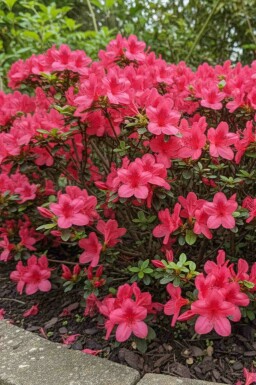 Japanse azalea Azalea japonica 'Moederkensdag' struik Azalea japonica 'Moederkensdag' struik